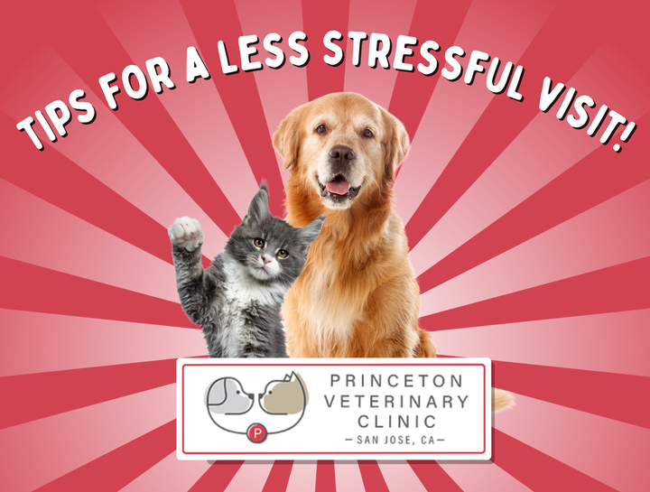Tips For A Less Stressful Vet Visit