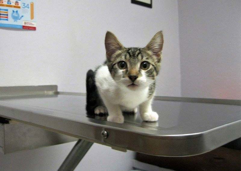 Carousel Slide 5: Cat Veterinary Care, San Jose