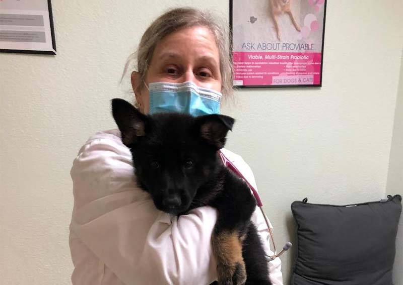 Dog Veterinary Care, San Jose